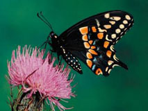 Foto van een vlinder